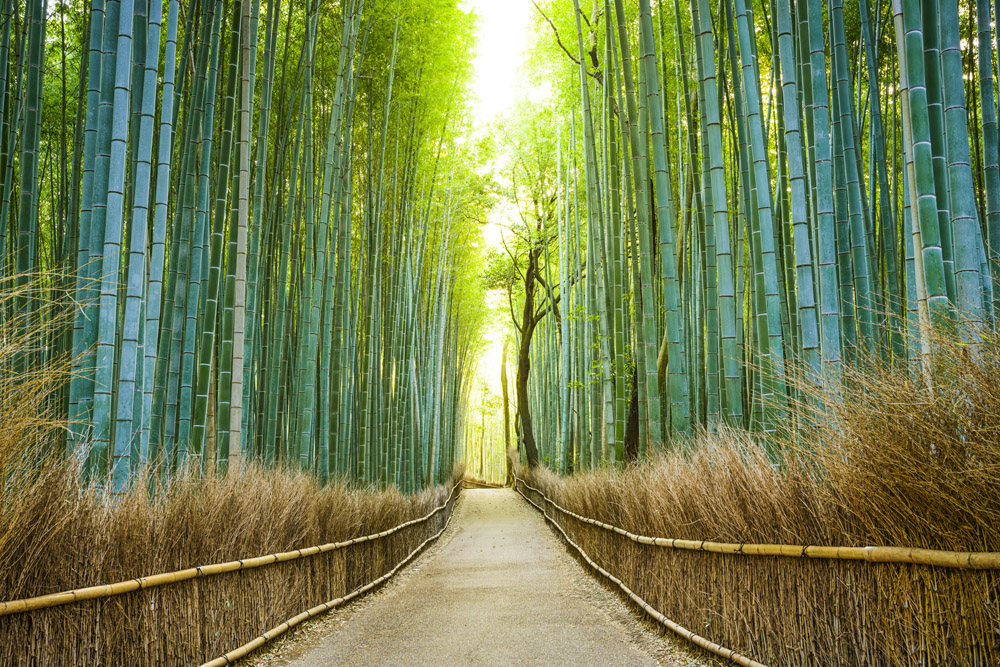 Grote tuinposter met pad door bamboe bos